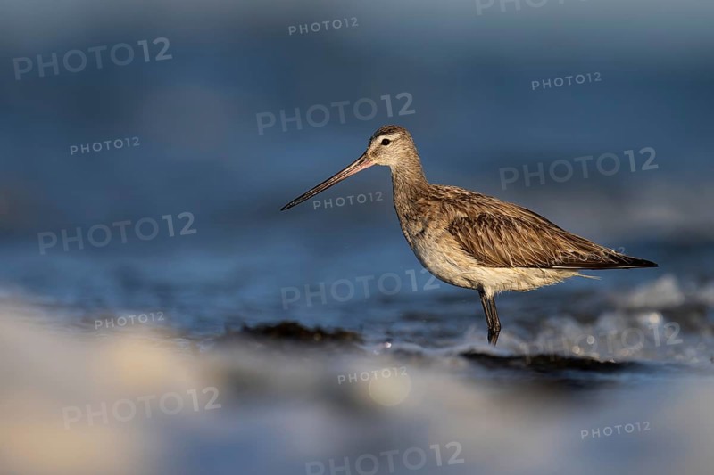 Bar-tailed Godwit (Limosa lapponica), Texel, Netherlands