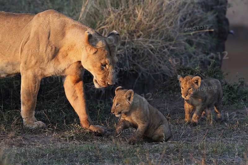 African Lion (Panthera leo) female tends her two cubs in the early morning, Masai Mara, Kenya