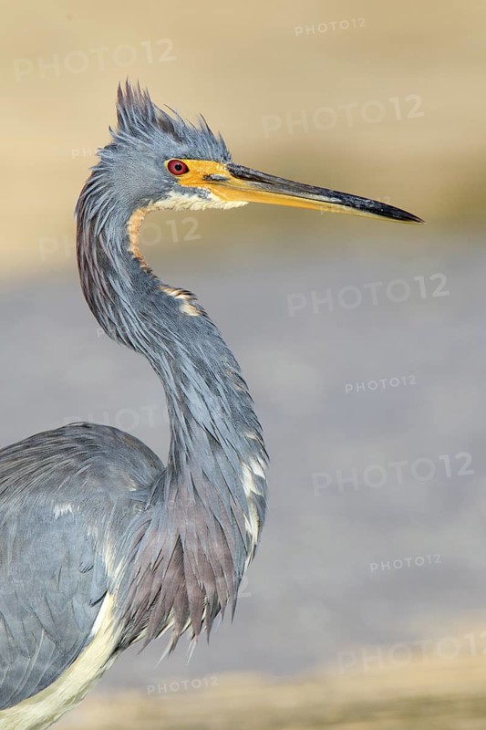 Tricolored Heron (Egretta tricolor), Florida, USA