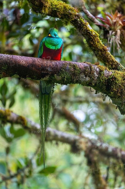 Quetzal (Pharomachrus mocinno), Trogons (Trogonidae), Central Mountain Range, San Jose Province, Costa Rica