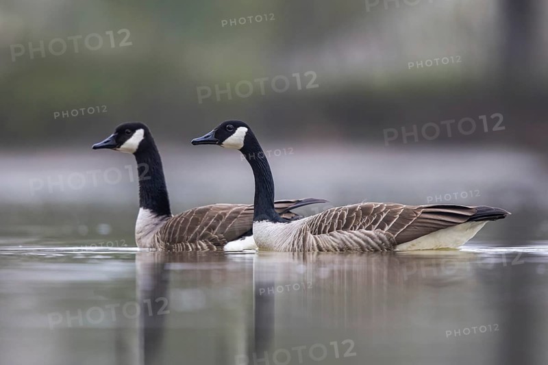 Canada Goose (Branta canadensis) pair, North Rhine-Westphalia, Germany