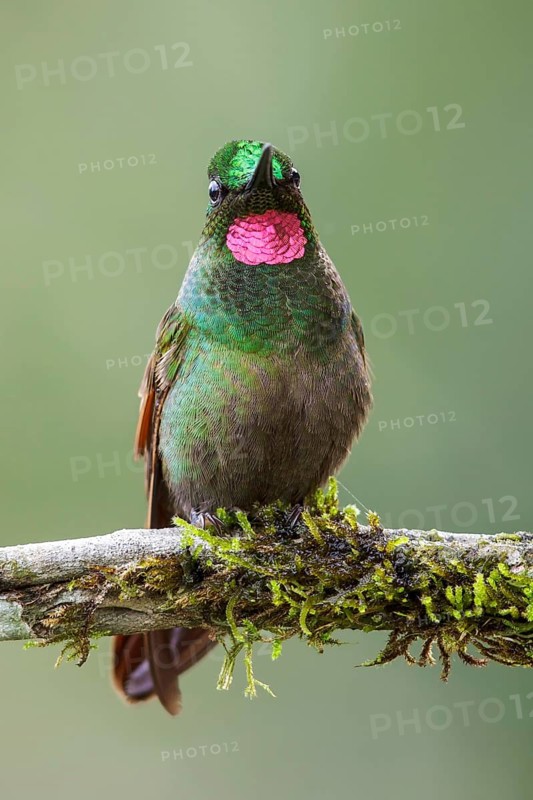 Brazilian Ruby (Clytolaema rubricauda) perched on a branch in the Atlantic rainforest of southeast Brazil