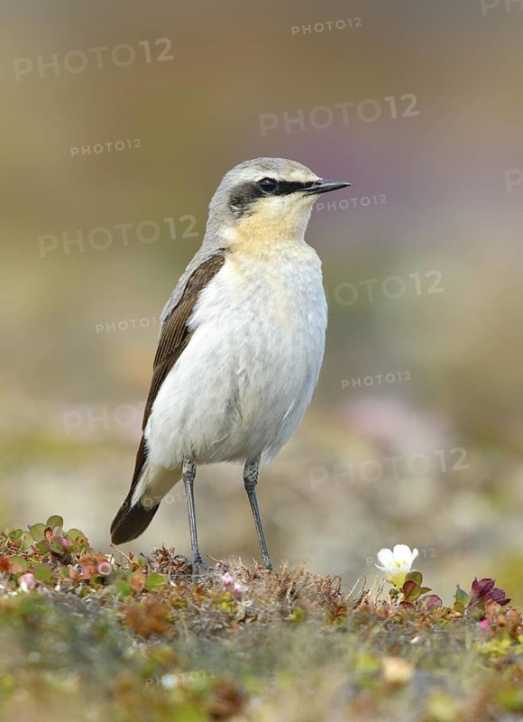Northern Wheatear (Oenanthe oenanthe) male, Alaska, USA