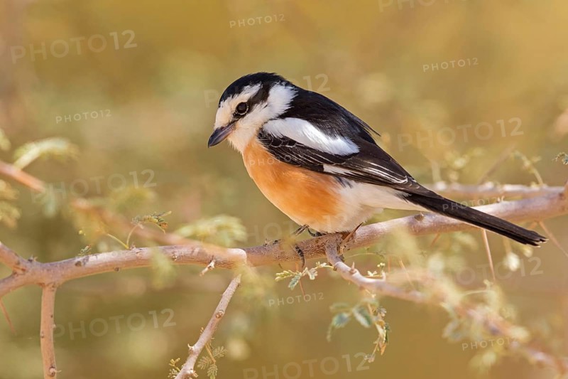 Masked Shrike, (Lanius nubicus), Animals, Birds, Israel