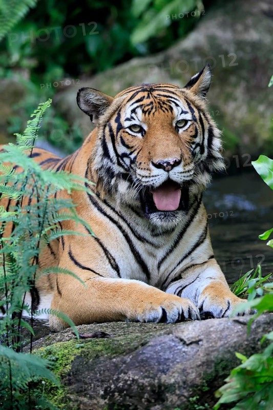 Malaysia tiger (Panthera tigris jacksoni), adult, portrait, rock, vigilant, Malaysia, Southeast Asia