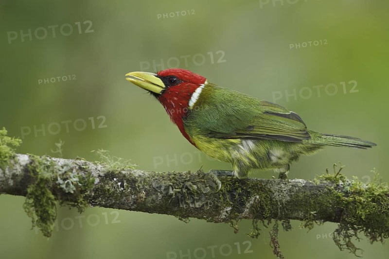 Red-headed Barbet (Eubucco bourcierii) male, Ecuador
