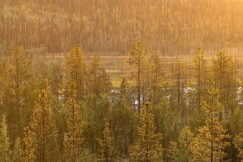 Rain shower over forest area, Gällivare, Norrbotten, Lapland, Sweden, August 2020
