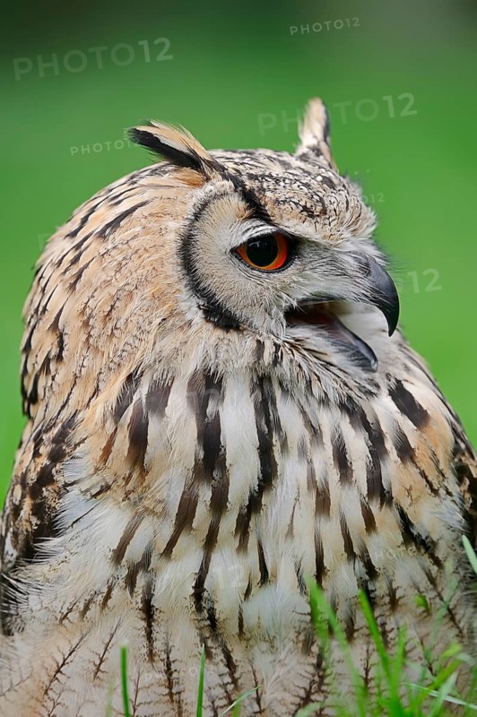 Bengal Eagle Owl (Bubo bengalensis) (Bubo bubo bengalensis), captive, occurring in Asia