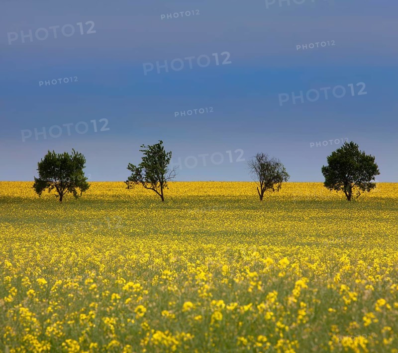 Landscape near Uslar, district of Northeim, Weser Uplands, southern Lower Saxony, Germany