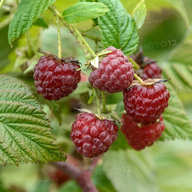 Raspberry (Rubus idaeus 'Autumn Bliss' BLISSY),  Germany