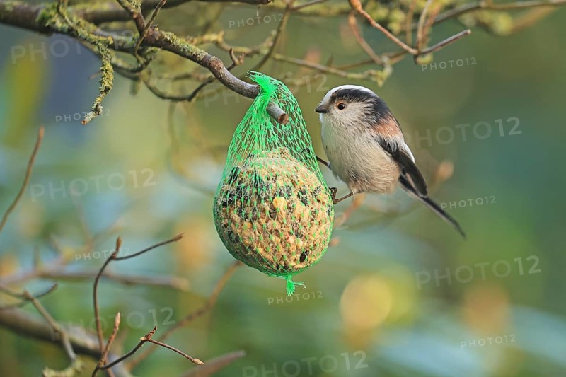 Long-tailed Tit (Aegithalos caudatus), hanging on a tit dumpling, Arnsberg, North Rhine-Westphalia, Germany