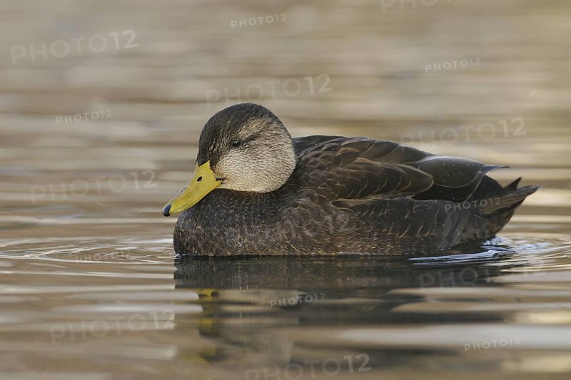 American Black Duck (Anas rubripes), Ohio, USA