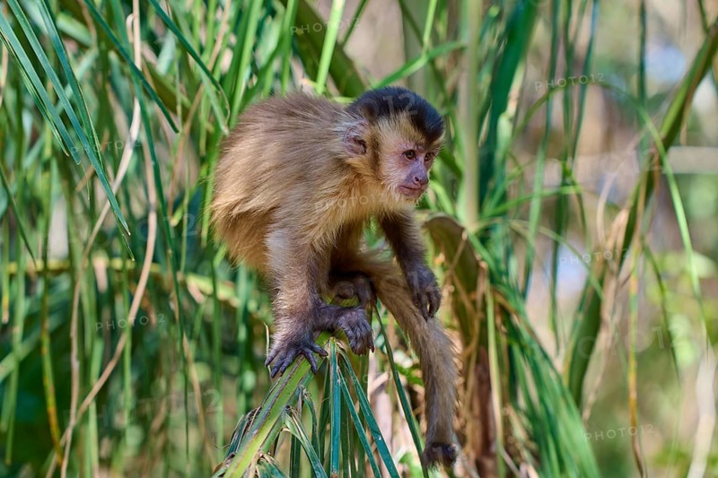 A capuchin monkey sitting on a branch, surrounded by dense nature, Capuchin monkey (Sapajus apella), Pantanal, Mato Grosso, Brazil