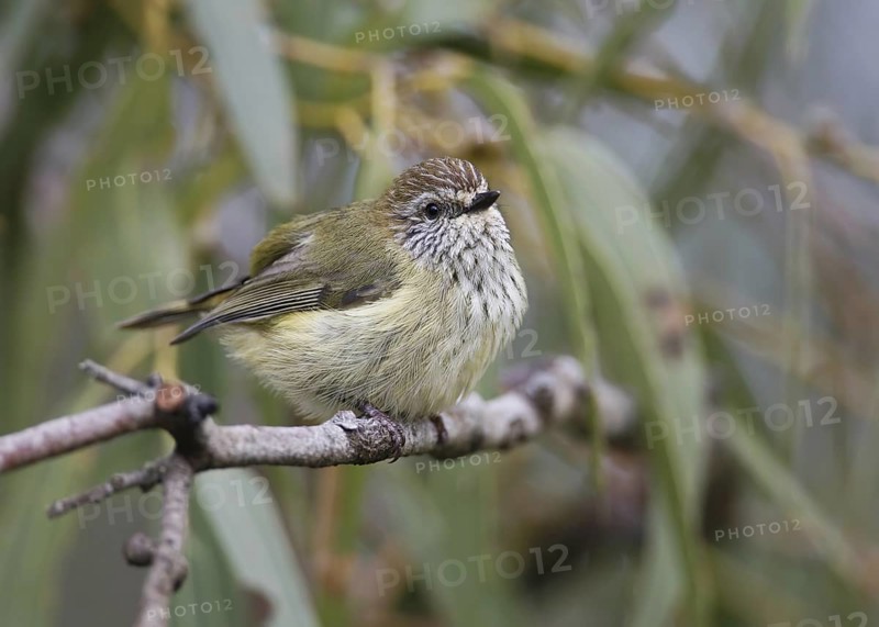 Striated Thornbill (Acanthiza lineata), Victoria, Australia