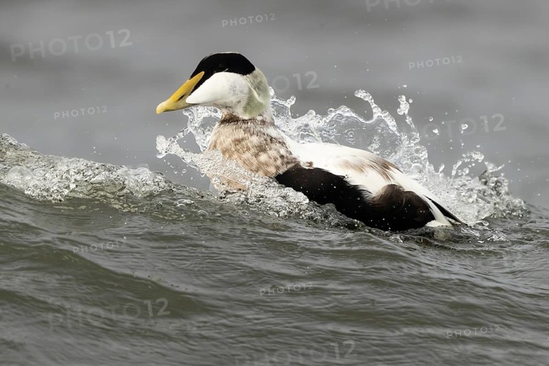 Common Eider (Somateria mollissima) male, Smaland, Sweden