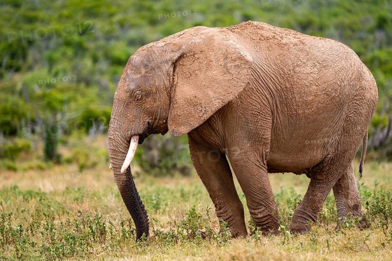 African elephant (Loxodonta africana), Addo Elephant National Park, Eastern Cape, South Africa