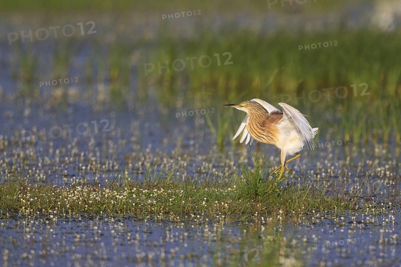 Squacco Heron (Ardeola ralloides) foraging, Greece
