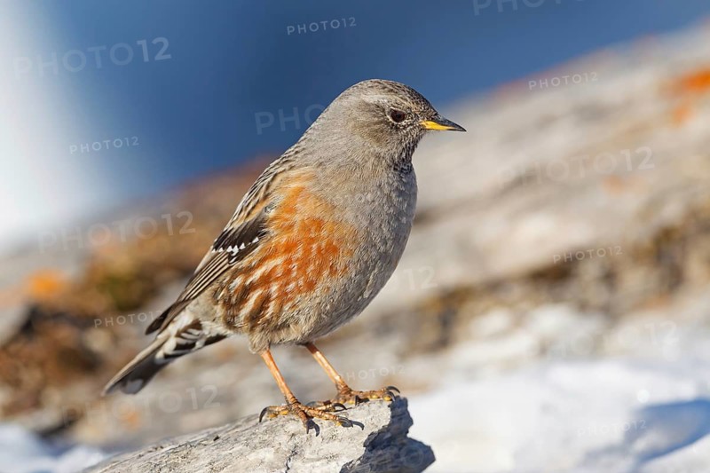 Alpine Accentor (Prunella collaris), Valais, Switzerland