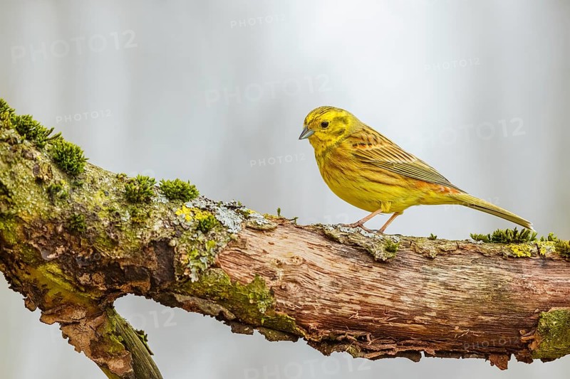 Goldammer, Emberiza citrinella Yellowhammer, Emberiza citrinella