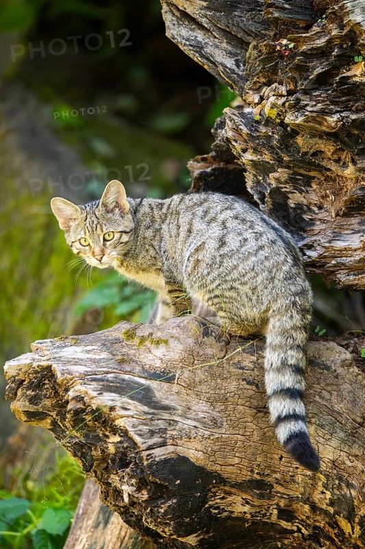 European wildcat (Felis silvestris silvestris) on an old tree trunk, Hesse, Germany