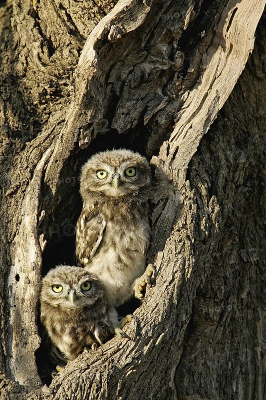 Little Owl (Athene noctua) juvenile in breeding cavity, Andalusia, Spain