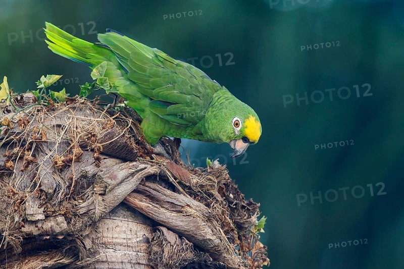 Yellow-crowned Amazon (Amazona ochrocephala) perched on a branch in the rainforest of Guyana