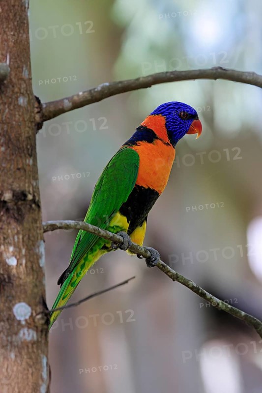Red-naped Lorikeet (Trichoglossus rubritorquis), Darwin All-coloured Lorikeet, adult, on tree, alert, Australia