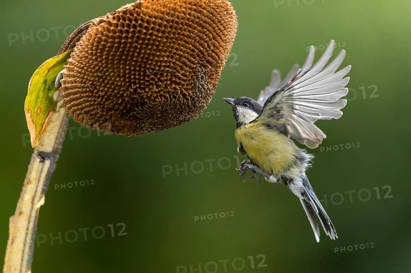 Great Tit (Parus major) at a sunflower (Helianthus annuus), Mecklenburg-Western Pomerania, Germany