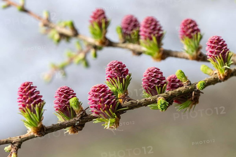 Larch (Larix decidua), blossoms, Emsland, Lower Saxony, Germany