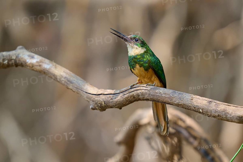 A bird on a branch opens its beak, probably while singing, Rufous-tailed jacamar (Galbula ruficauda), Pantanal, Mato Grosso, Brazil