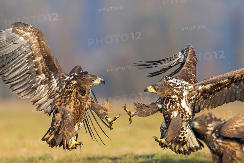 Two fighting sea eagles fighting over their prey, (Haliaeetus albicilla), Haliaaetus albicilla, animals, birds, birds of prey, centrapoles, Kutno, Lodz, Poland