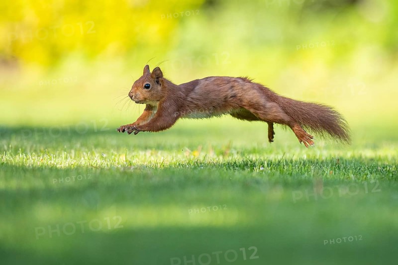 Running squirrel (ciurus vulgaris), Vechta, Lower Saxony, Germany