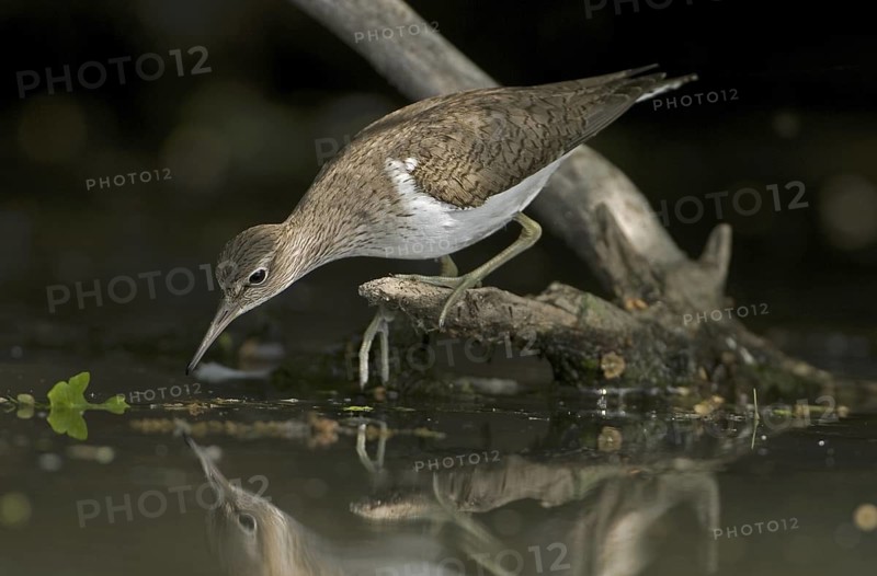 Common Sandpiper (Actitis hypoleucos), Saxony, Germany
