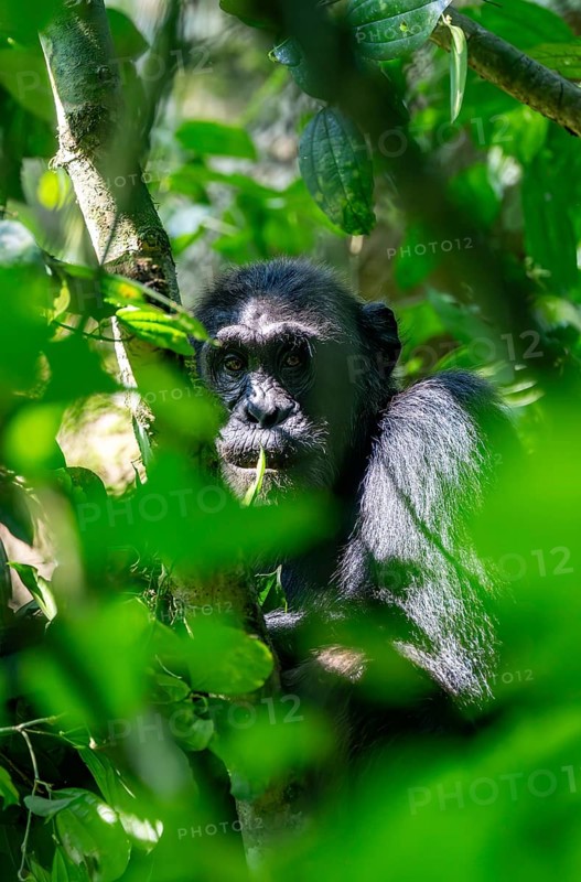Chimpanzee (Pan Troglodytes), adult male in a tree between leaves, Murchison Falls National Park, Uganda