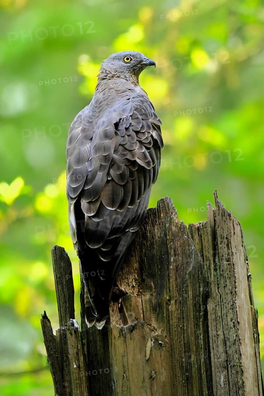 Honey buzzard (Pernis apivorus), adult, perch, vigilant, in summer, Šumava, Czech Republic
