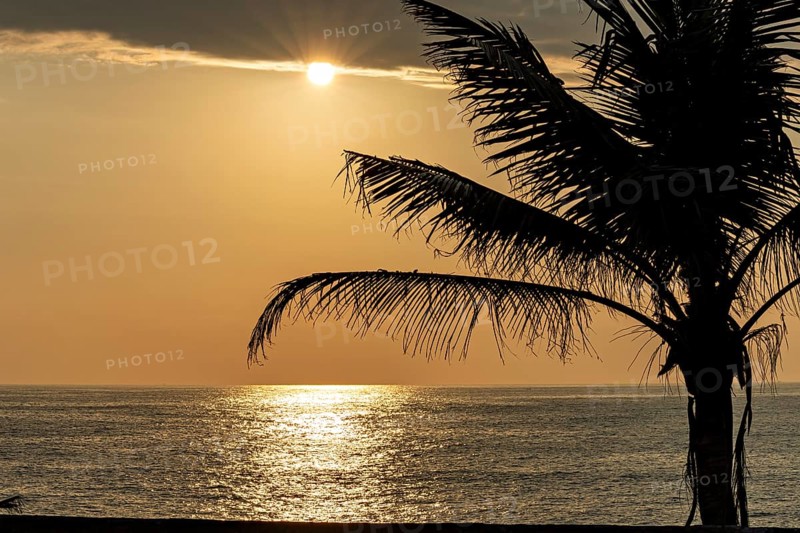 Sunset at sea with a palm tree in the foreground and orange sky, sunset with palm tree in the Indian Ocean near Sri Lanka