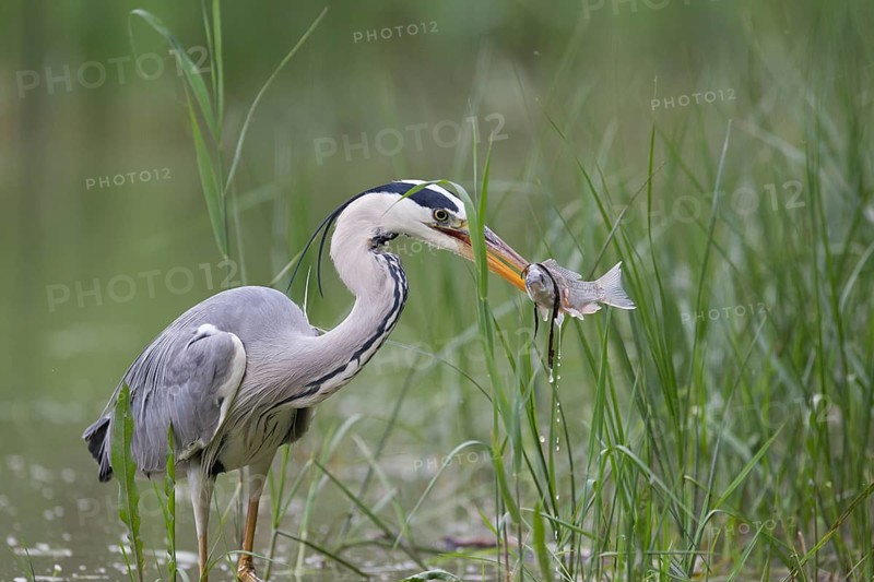 Grey Heron (Ardea cinerea) with fish prey in beak, Serbia