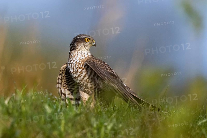 Eurasian Sparrowhawk (Accipiter nisus) female perched on the ground, North Rhine-Westphalia, Germany