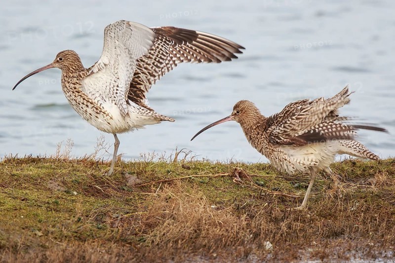 Eurasian Curlew (Numenius arquata), Netherlands
