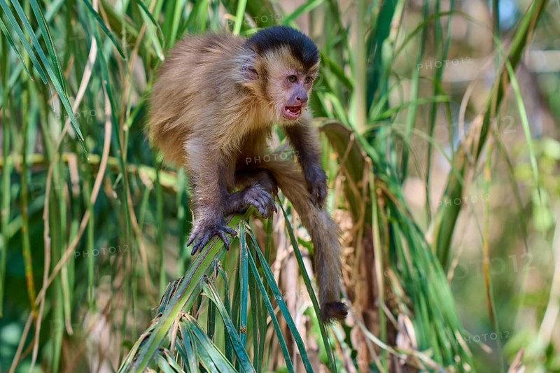 A capuchin monkey screams expressively while sitting on a branch full of leaves, capuchin monkey (Sapajus apella), Pantanal, Mato Grosso, Brazil
