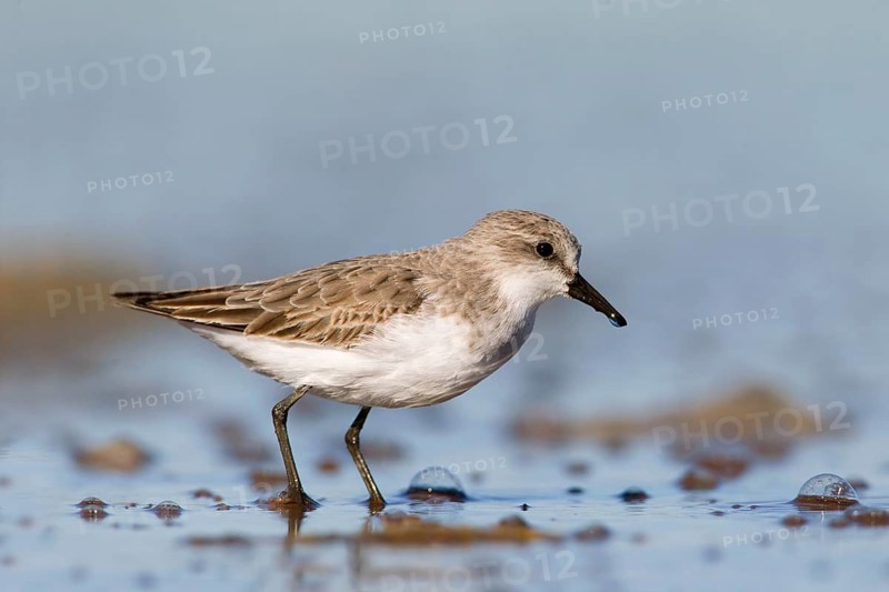 Red-necked Stint (Calidris ruficollis) foraging, Victoria, Australia