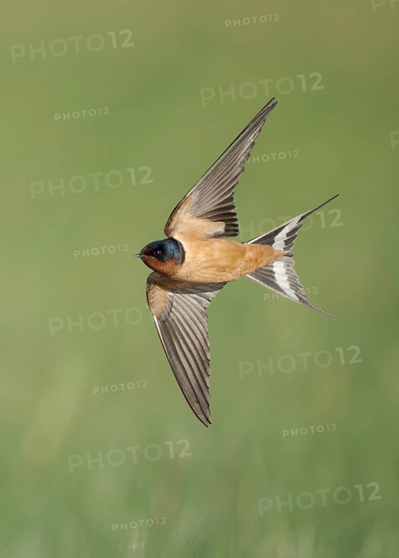 Barn Swallow (Hirundo rustica) flying, Texas, USA