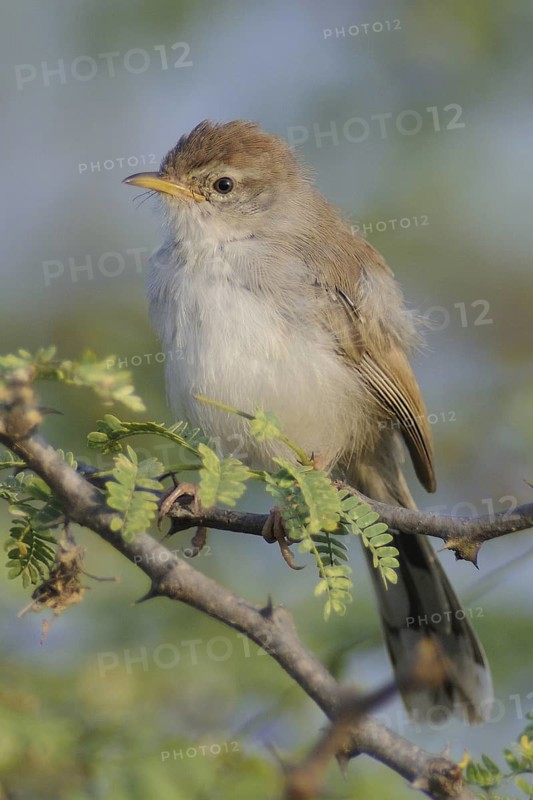 Rufous-fronted Prinia (Prinia buchanani), India