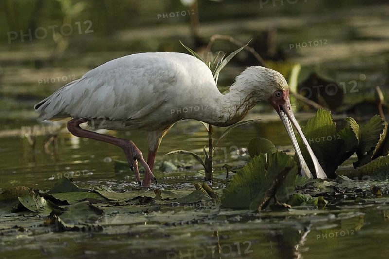 African Spoonbill (Platalea alba), Gambia
