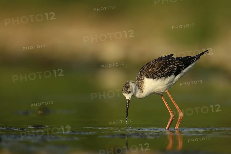 Black-winged Stilt (Himantopus himantopus) juvenile foraging, Piedmont, Italy