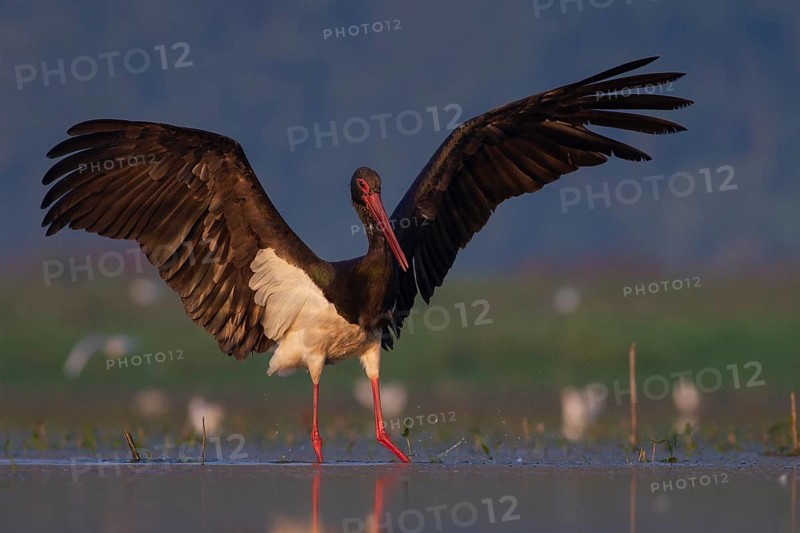 Black Stork (Ciconia nigra) foraging, Tiszaalpár, Hungary