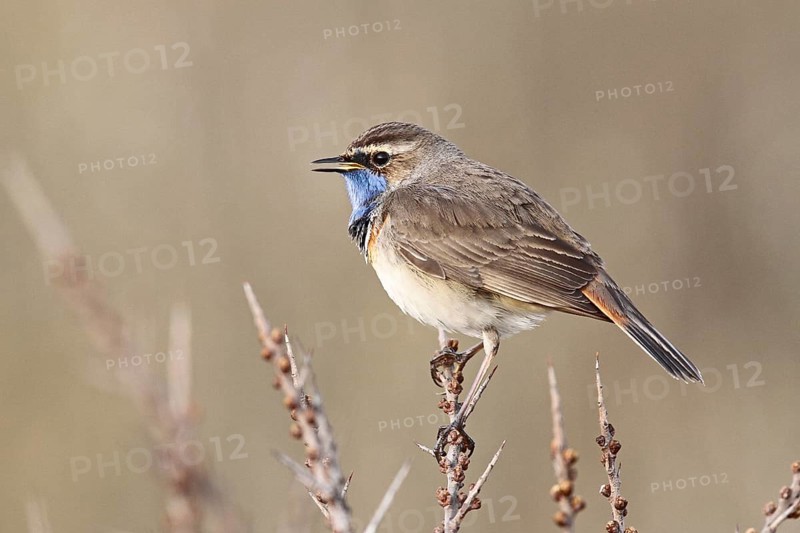 Bluethroat (Luscinia svecica cyanecula) male, Texel, Netherlands