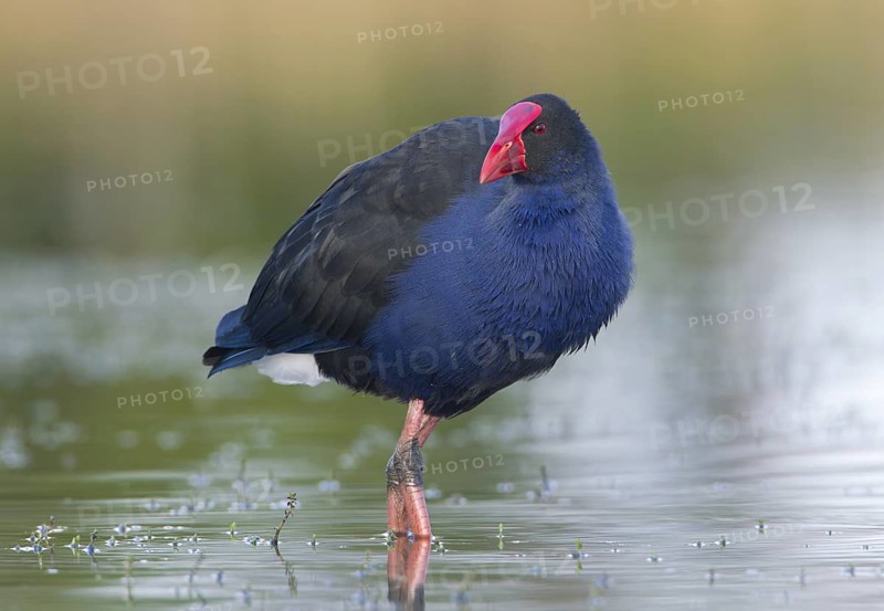 Australasian Swamphen (Porphyrio melanotus melanotus), Victoria, Australia