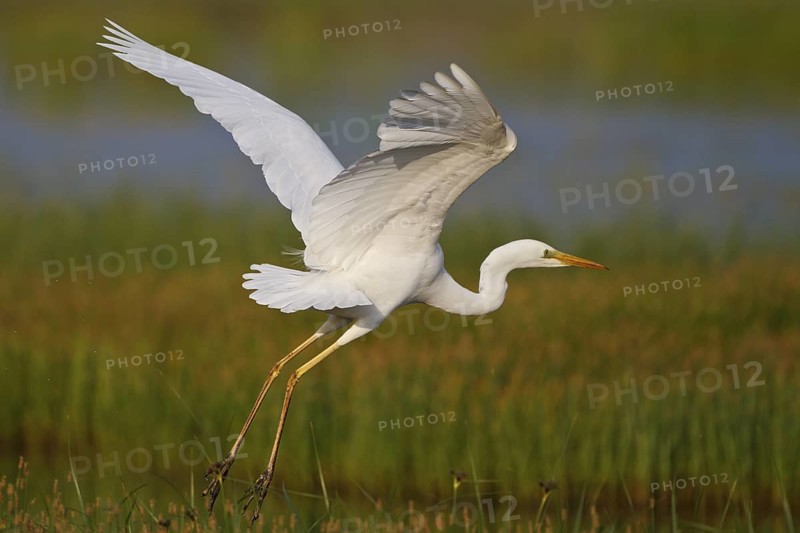 Great Egret (Ardea alba) foraging, Greece
