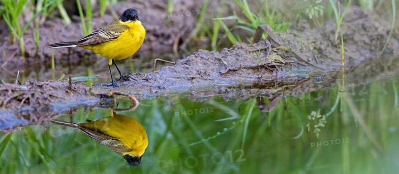 Black-headed Yellow Wagtail, Black-headed Wagtail, Motacilla flava feldegg, Motacilla feldegg, Bergeronnnette à tête noire, Lavandera Boyera Balcánica Lesbos, Greece
